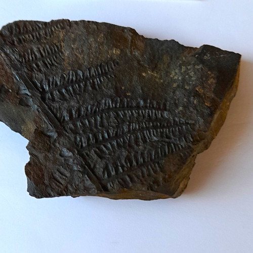 Pflanzenfossil pecopteris - pflanzenfossil,
