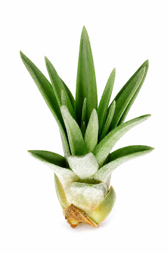 Tillandsia velutina - , s