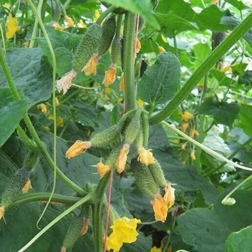 Gurkensamen mirabelle samen - gurkensamen,