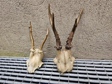 Rehbock Gehörn Geweih Reh