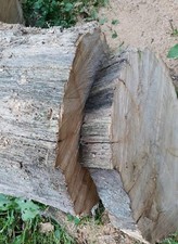 Baumscheibe von einem uralten