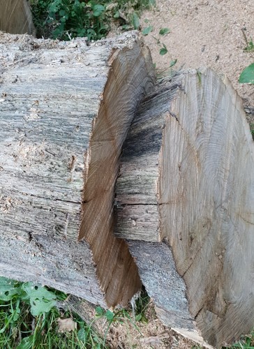 Baumscheibe von einem uralten