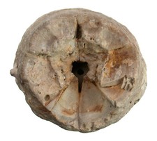 Dogger  Apiocrinus parkinsoni