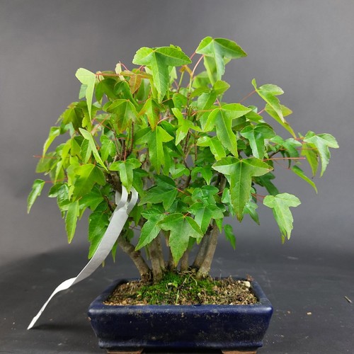 Bonsai dreispitzahorn acer - bonsai, dreispitzahorn,