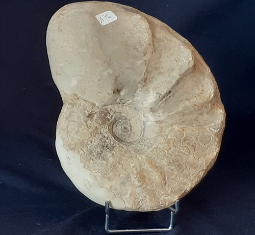 Ammonit scheibe ceratites - scheibe,