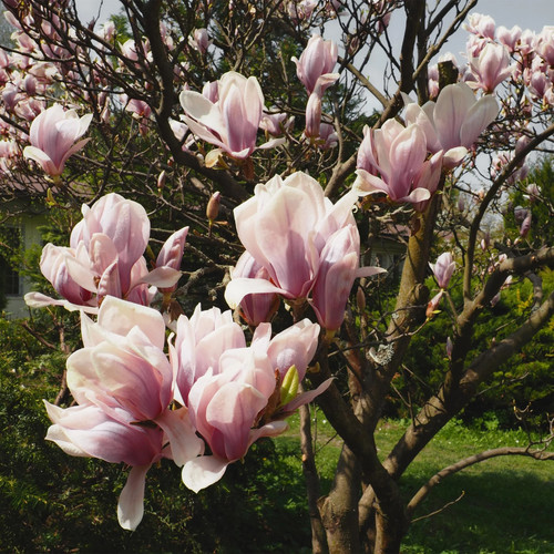 Tulpen magnolie magnolia - tulpen,