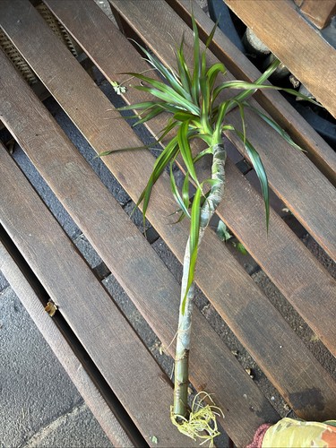 Der dracaena stiel - der, dracaena-stiel