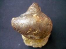 Gryphaea calceola Muschel aus der Schweiz