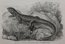 Erdleguan Liolaemus nigromaculatus Holzstich 1912 Leguan  Reptilien 