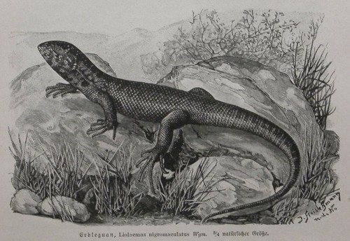 Erdleguan liolaemus - erdleguan,