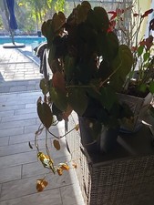 Philodendron Hederaceum Micans