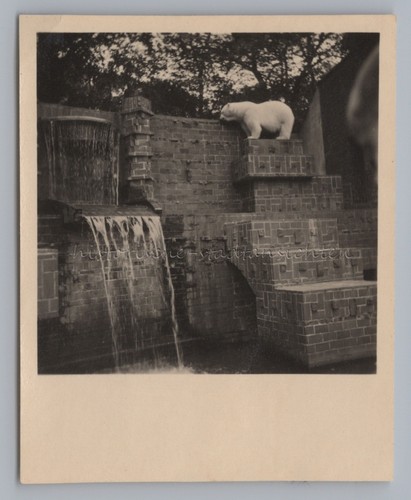 Leipzig 1954 zoo - 1954,
