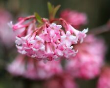 Winterschneeball Duftschneeball Viburnum bodnantense Dawn 60-80 cm im Container