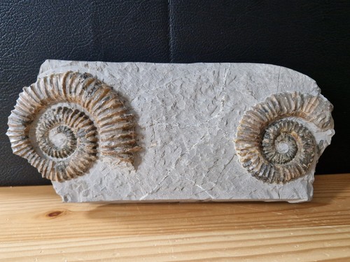Ammoniten aegocrioceras - ammoniten,