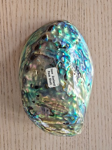 Abalone paua muschel - 3x,