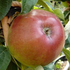 Rhapsodie (S) Säulenapfel