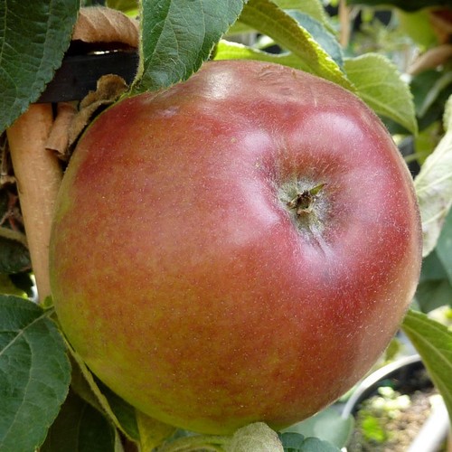 Rhapsodie säulenapfel - (s),