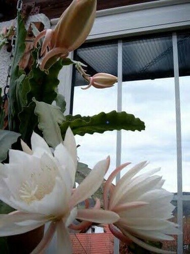 Epiphyllum blattkaktus - epiphyllum,