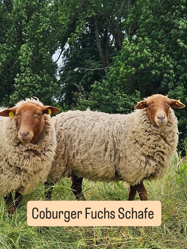 250g coburger fuchs wolle - 250g,