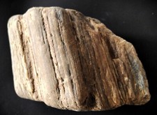 Verkieseltes Holz von Pametnik