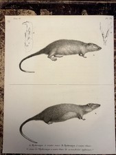 Hydromys Wassermaus Zoologie