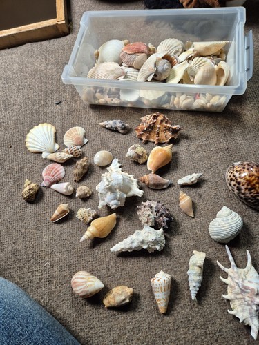 Muscheln und schneckenhäuser - muscheln,