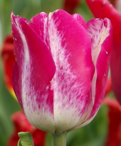 Tulpen - @//(◕‿◕)\@,