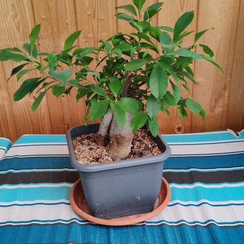 Ginseng ficus bonsai - ginseng-ficus,