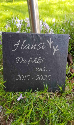 Gedenktafel für vogel - vogel, papagei
