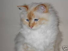 10  Katzenkarten, Heilige