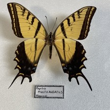 Entomologie*Papilio