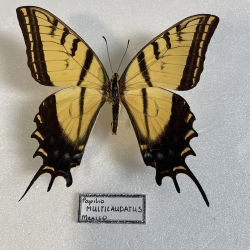 Entomologie*Papilio