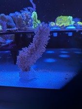 Meerwasser Stein Aquarium Dekoration