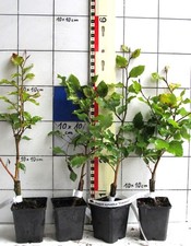 Fagus sylvatica  "Franken"  -  weißbunte  Buche,  - rare Variety -