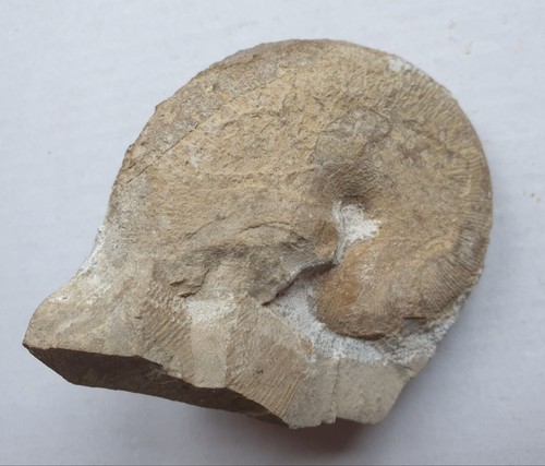 Phylloceras lias - phylloceras,