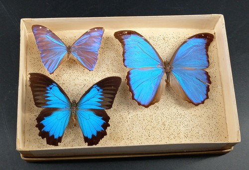 Papilio ulysses morpho - papilio, didius