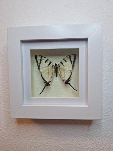 Schmetterling präparat - schmetterling,