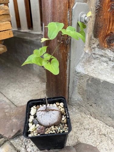 Dioscorea elephantipes var
