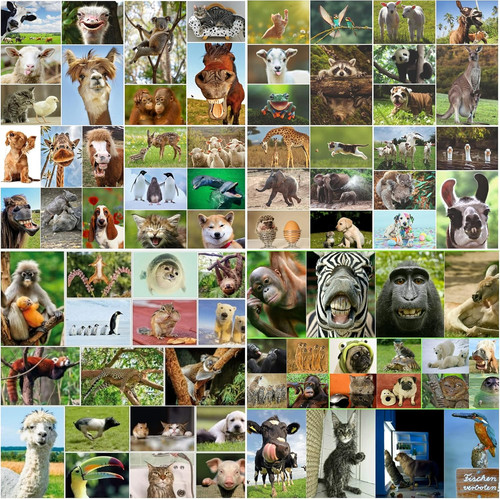 Tierpostkarten set 100 tiere - tierpostkarten-set:,