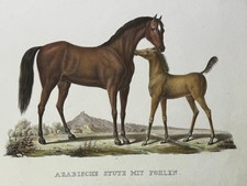 Karl Joseph Brodtmann, Arabische Stute mit Fohlen, Kolorierte Litho 1824
