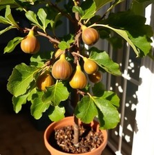 2 winterharte gross-fruchtige