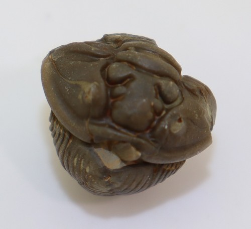Trilobit flexicalymene - trilobit,,