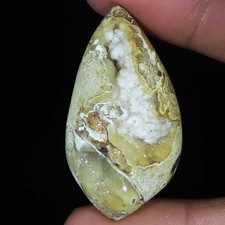 Natürlich Fossil Schnecke