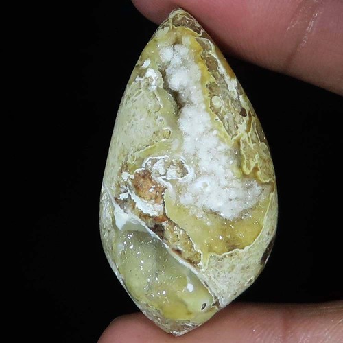 Natürlich fossil schnecke - natürlich,