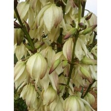 6 Yucca Large Plants 25 Inches