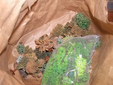 ho bäume konvolut tannen  ca 30 Teile