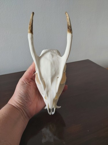 Muntjac bock hirschschädel - bock,
