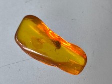 Bernstein  mit  Insekt Selten