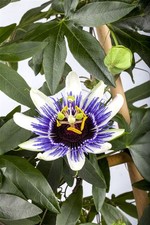 Passiflora caerulea, Blaue