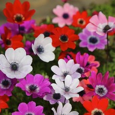Anemone Coronaria "de Caen"